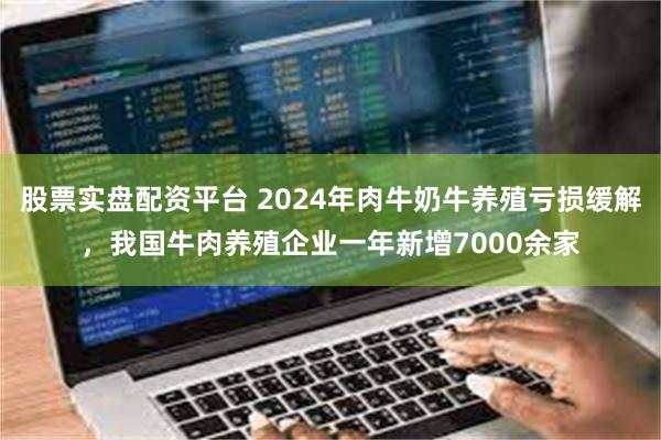 股票实盘配资平台 2024年肉牛奶牛养殖亏损缓解，我国牛肉养殖企业一年新增7000余家